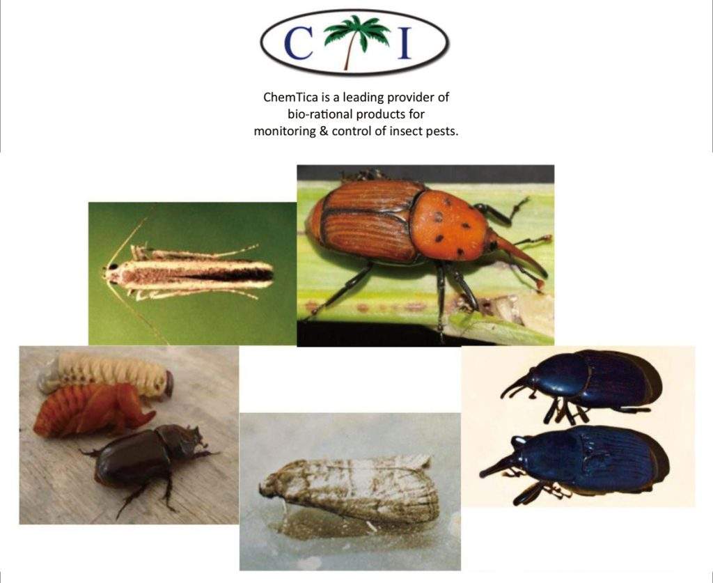 ChemTica – Zeuzera Pyrina P192 Pheromone Lure