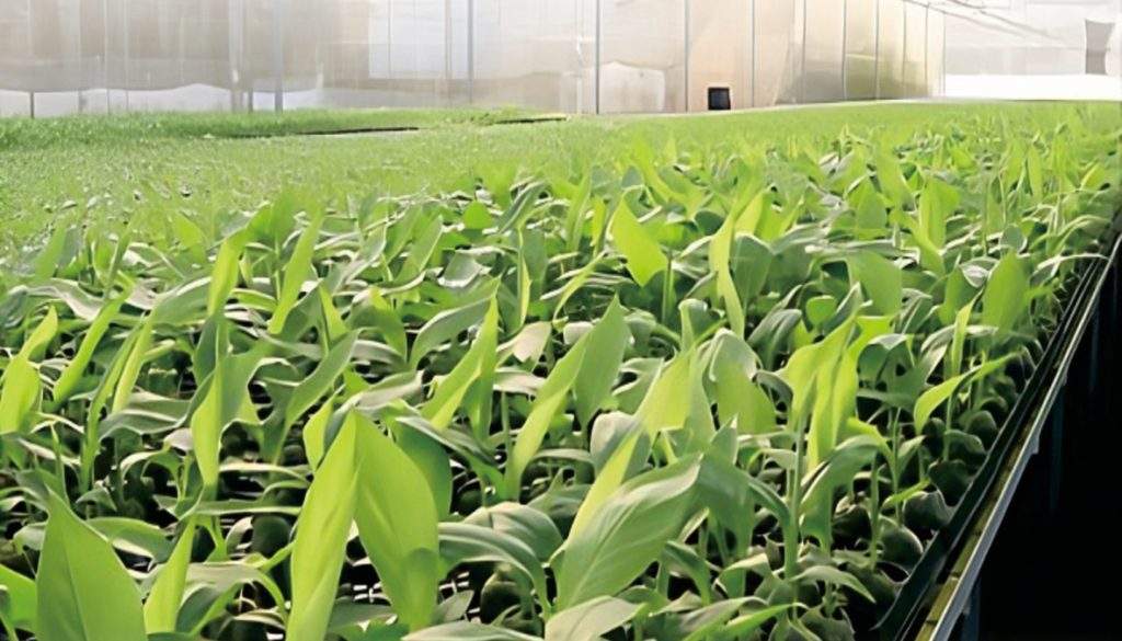 Jiffy – Jiffy-7C Cocopeat Pellets