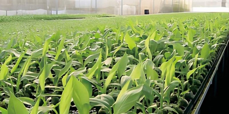 Jiffy – Jiffy-7C Cocopeat Pellets